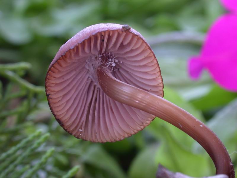 Ancora una Mycena